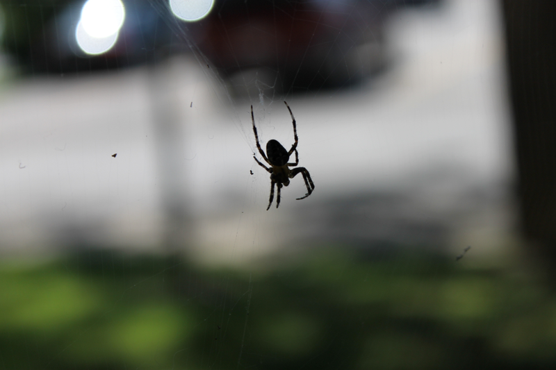 Illustration for article titled As SupremeEvan Stumbles... into a Spider's Web!